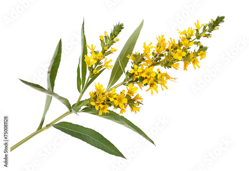 Goldenrod flower isolated on transparent background. PNG file