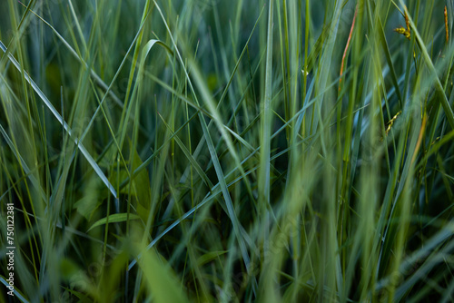 visuale macro su un campo naturale di fili d'erba verdi visto dal basso