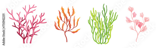 Corals and Seaweed Underwater Flora and Sea Plant Vector Set