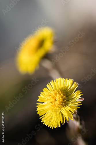 Blüte des Huflattich (Tussilago farfara)