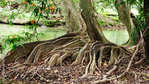 The base of tropical tree with large buttress roots at the edge of a swamp in the jungle of Thailand. Tree root ground view.