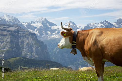 Cows in front of an alpine landscape near Interlaken