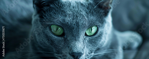 Russian Blue cats sleek fur and glowing green eyes, in a calm, reflective moment