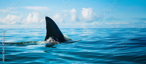 Great white shark fin breaching surface of the ocean