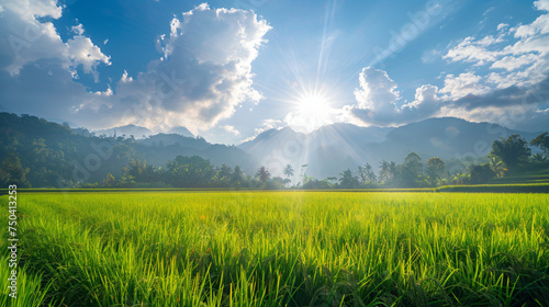 Rice field in north Thailand nature food landscape Background