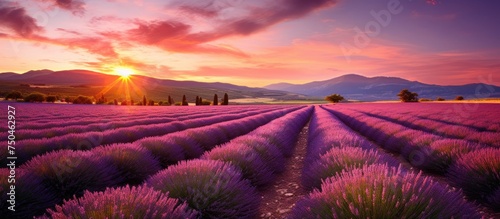 Majestic Sunset Illuminating a Beautiful Lavender Field in Provence Countryside