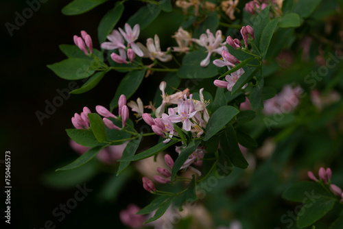 Beautiful pale pink flowers of Italian woodbine, Lonicera caprifolium