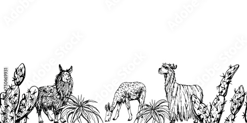 Hand drawn ink vector illustration, nature desert plant succulent cactus aloe agave, llama alpaca wool animals. Seamless banner isolated on white background. Design travel, vacation, brochure, print