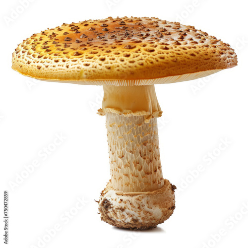 Amanita Mushroom, Detailed Wild Fungus Isolated on White Background