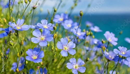 flax blue flowers