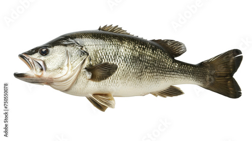 Largemouth Bass Fish Isolated on White Background, Side view of a largemouth bass fish, with its characteristic open mouth, isolated on a white background, a common freshwater fishing catch.