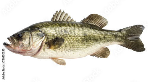 Largemouth Bass Fish Isolated on White Background, Side view of a largemouth bass fish, with its characteristic open mouth, isolated on a white background, a common freshwater fishing catch.