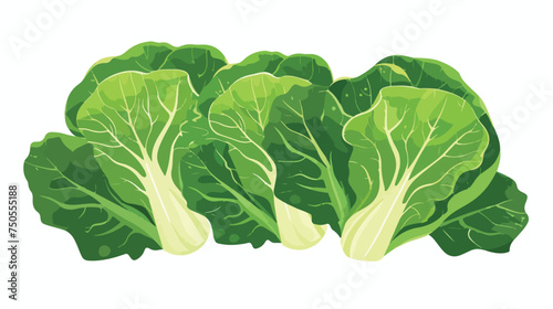 Chinese cabbage leaves icon. Green vitamin vegetable.