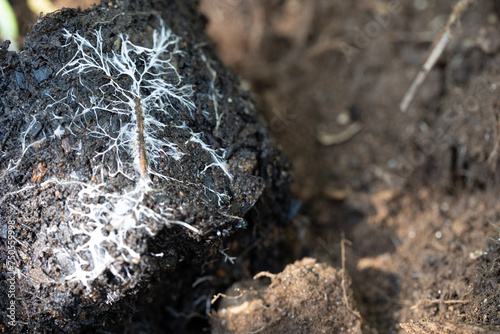 white mycelium spreading through the substract of a seedling.