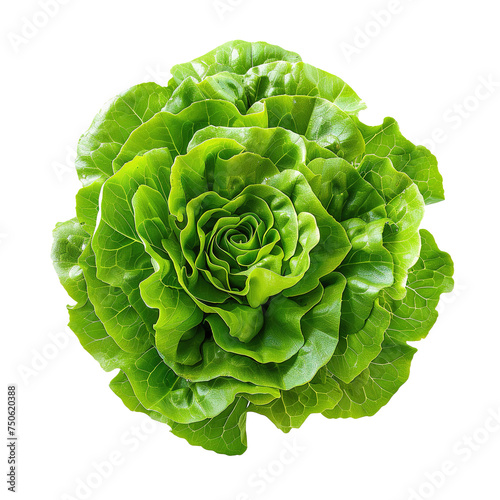 Batavia lettuce salad rosette