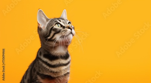 Un chat tigré regardant vers le haut, sur un fond orange, image avec espace pour texte.