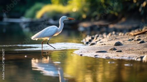 Bird and river in beautiful forest, bird catching fish