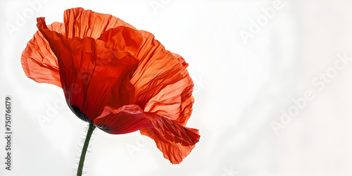  Poppy pang with Red poppy flower isolated on a white background Poppy Blossom: Stunning Flower by Poppy Pang.