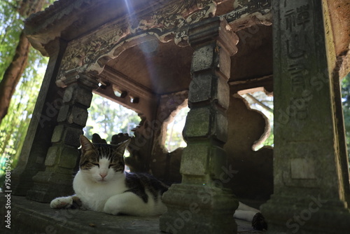 cat chilling inside an asian stone temple altar in Vincennes garden 