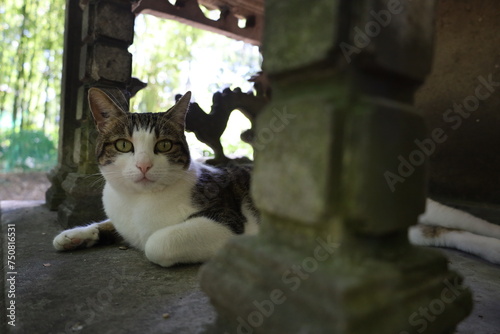 cat chilling inside an asian stone temple altar in Vincennes garden 