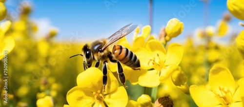A bee is perched on a bright yellow flower, set against a backdrop of a clear blue sky. The bee appears to be collecting nectar from the flower on a sunny day.