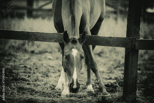 A sepia-toned photograph of a beautiful horse grazing on a farm in a paddock. A snapshot of rural life with livestock.
