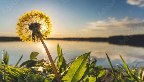 dandelion on a white background condolence grieving card loss funerals support