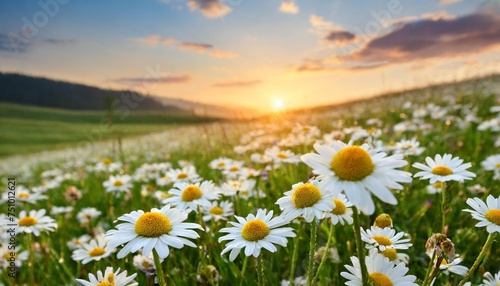 daisies on a spring meadow at sunrise