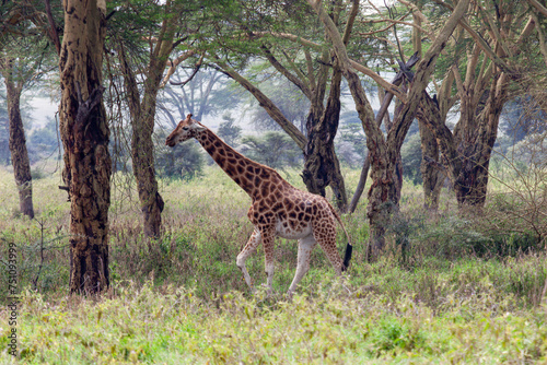 Rothschild's giraffe (Giraffa camelopardalis rothschildi) at Lake Nakuru National Park, Kenya