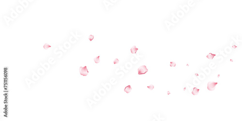 Flying pink petals transparent background. Beautiful floral overlay with lots of rose petals.