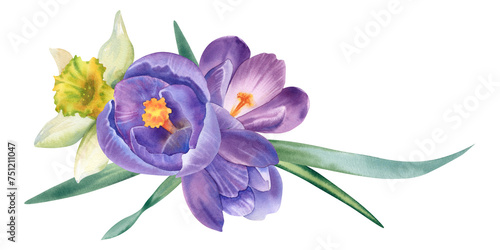 Watercolor flowers crocuses, daffodils and snowdrop. Hand-painted illustration. Spring primroses, Easter holiday. A clipart for printing postcards, invitations and stickers.
