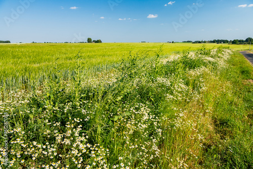 Route de campagne bordée par des graminées, chénopode et matricaire