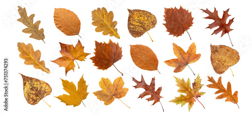 Set of dry brown leaves isolated transparent png. Autumn colored maple, oak, poplar, plane tree, beech and birch leaves. 