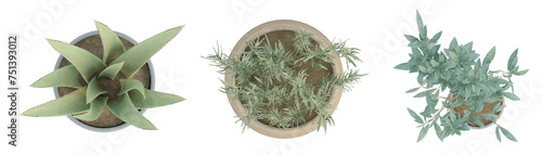 Top view of plant in vase isolated on transparent background, 3d render illustration.