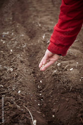 Planting seeds. Close up of a hand planting seeds in the ground. A fragment of a farmer's woman's