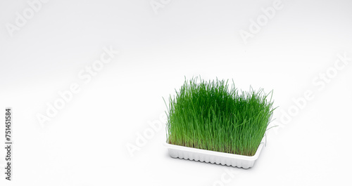 Zielone trawa w plastikowym pojemniku doniczce izolowana 