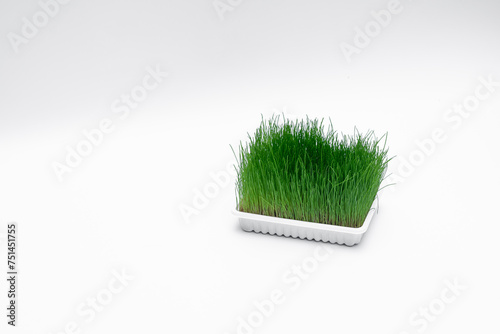 Plastikowy pojemnik z wyrośniętą trawą dla kota 