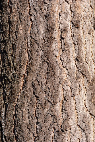 Ginkgo tree bark detail