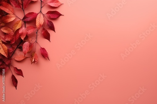 Branch with red autumn leaves isolated on white background. Acer palmatum (Japanese maple). Selective focus.