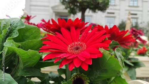 red barberton daisy flower