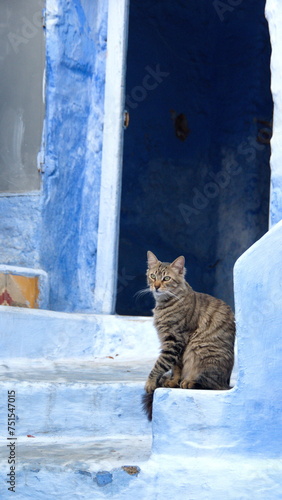 Cat on blue steps below a doorway in Chefchaouen, Morocco