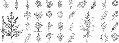 gentle charms of nature, minimalist plant drawings, vector black collection set hand drawing doodle style minimalistic
