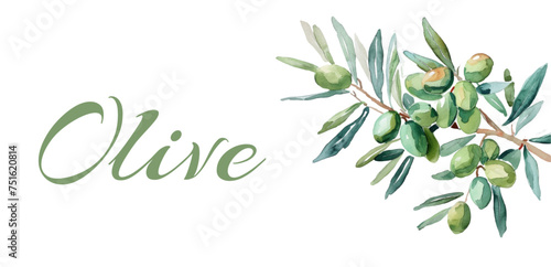 Watercolor olive branch. Olive branch on a transparent background. Banner template. Vector illustration.