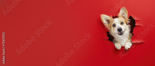 Paws and fluffy ears of a dog comically sticking out of a jagged hole in the bright red paper backdrop