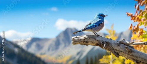A male mountain bluebird with vibrant blue feathers sitting on a tree branch in the picturesque Wyoming National Park. The bird blends seamlessly with the natural surroundings, including majestic