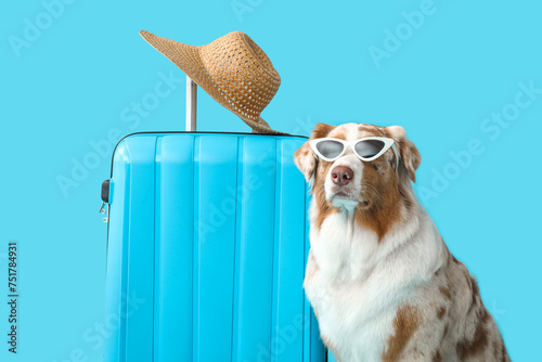 Cute Australian Shepherd dog in sunglasses with suitcase on blue background. Travel concept