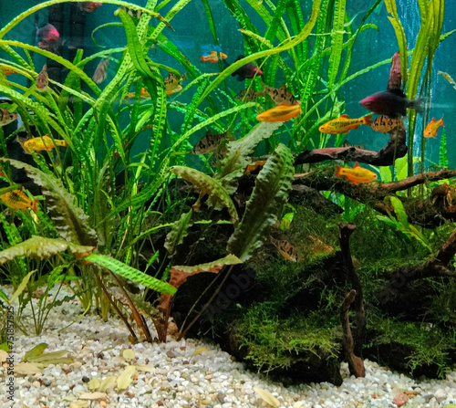 Akwarium ryby, oceanarium