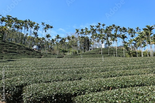 台湾の茶畑