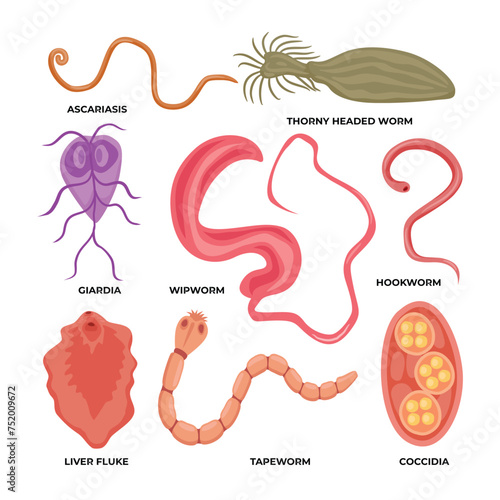 Types of worm parasite collection, types of Human intestinal parasites set, medical internal infection with ascariasis, thorny headed worm, giardia, whipworm, hookworm, liver fluke, tapeworm, coccidia