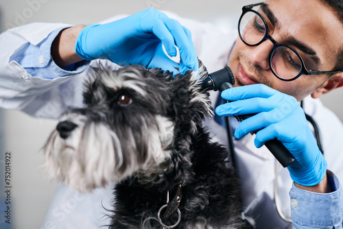Veterinarian checking up dog's ears with otoscope, close up